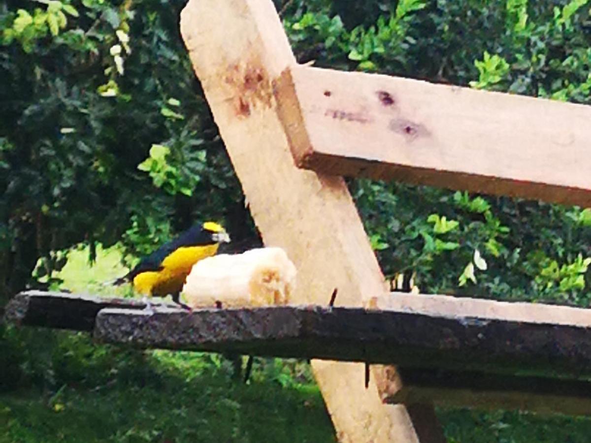 Tio Felix Eco Lodge La Fortuna Bagian luar foto